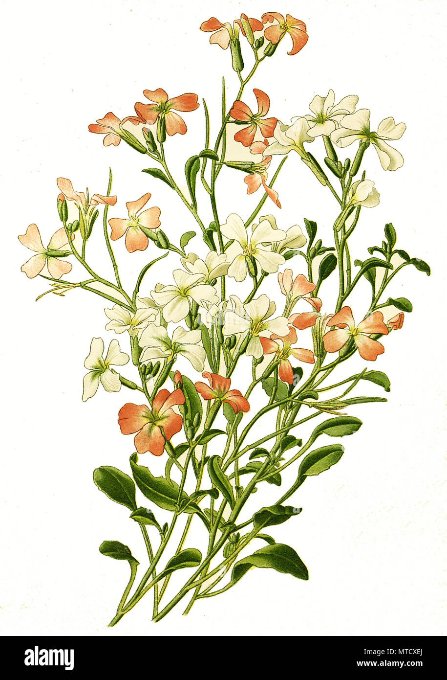 Malcolmia maritima, Virginian Stock, digital improved reproduction from a print of the 19th century Stock Photo