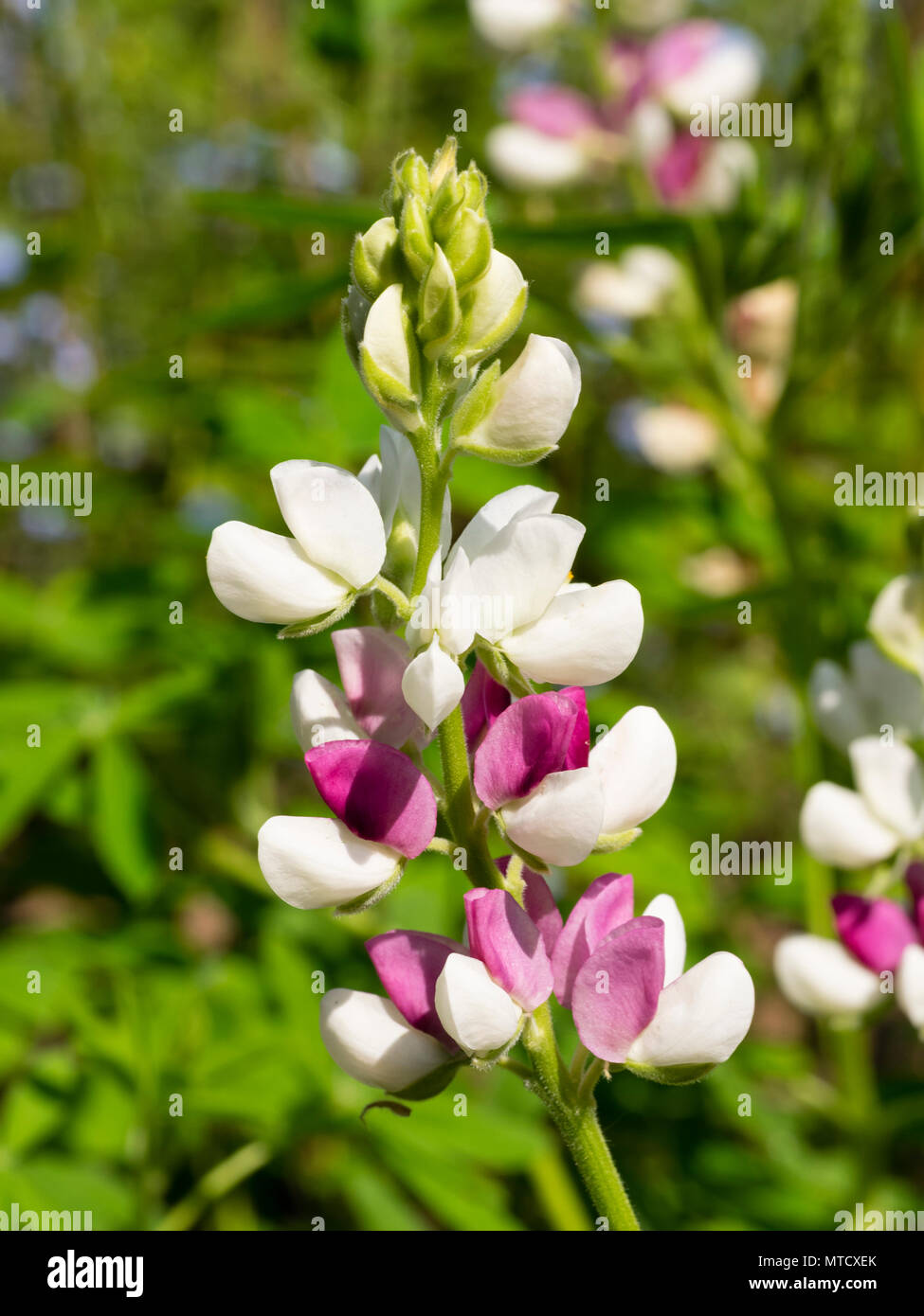 Bicolor pink and white flowers in the spike of the compact annual dwarf lupin, Lupinus 'Pink Fairy' Stock Photo