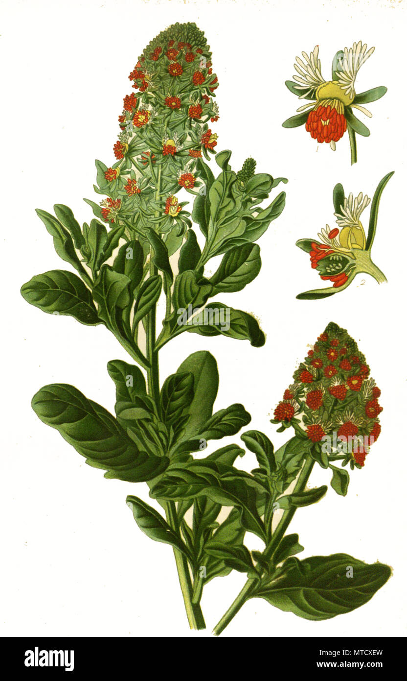 Reseda odorata, Mignonette, garden mignonette, common mignonette. Garten-Resede, Duft-Resede, digital improved reproduction from a print of the 19th century Stock Photo