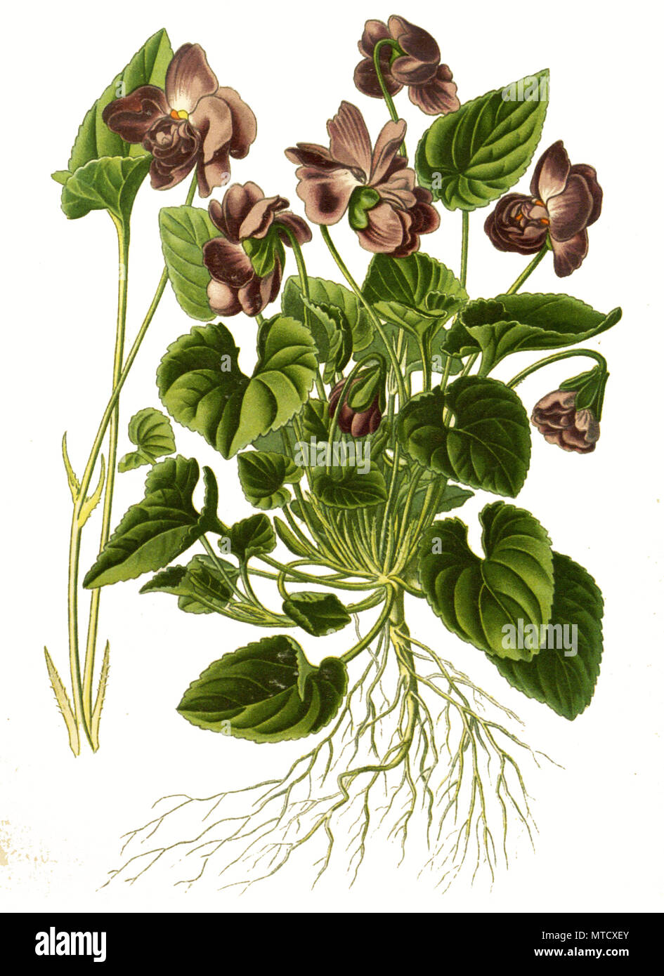 Viola odorata var parmensis, Parma Violet, Parma-Veilchen, digital improved reproduction from a print of the 19th century Stock Photo