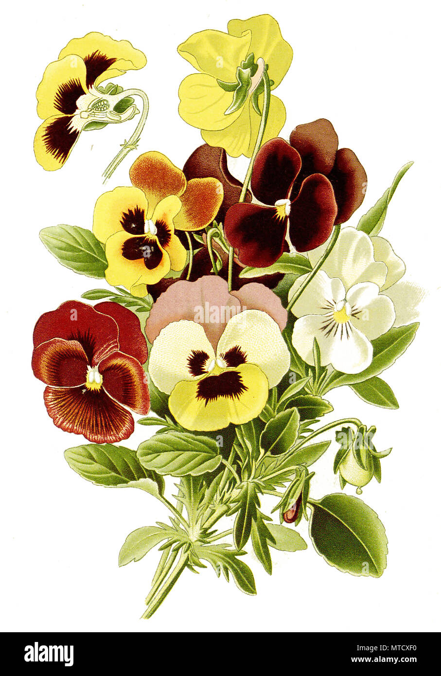 Viola tricolor, Pansy,  heartsease, heart's ease, heart's delight, tickle-my-fancy, Jack-jump-up-and-kiss-me, come-and-cuddle-me, three faces in a hood, or love-in-idleness. StiefmÃ¼tterchen, Ackerveilchen, Muttergottesschuh, MÃ¤dchenaugen, SchÃ¶ngesicht oder Liebesgesichtli, digital improved reproduction from a print of the 19th century Stock Photo