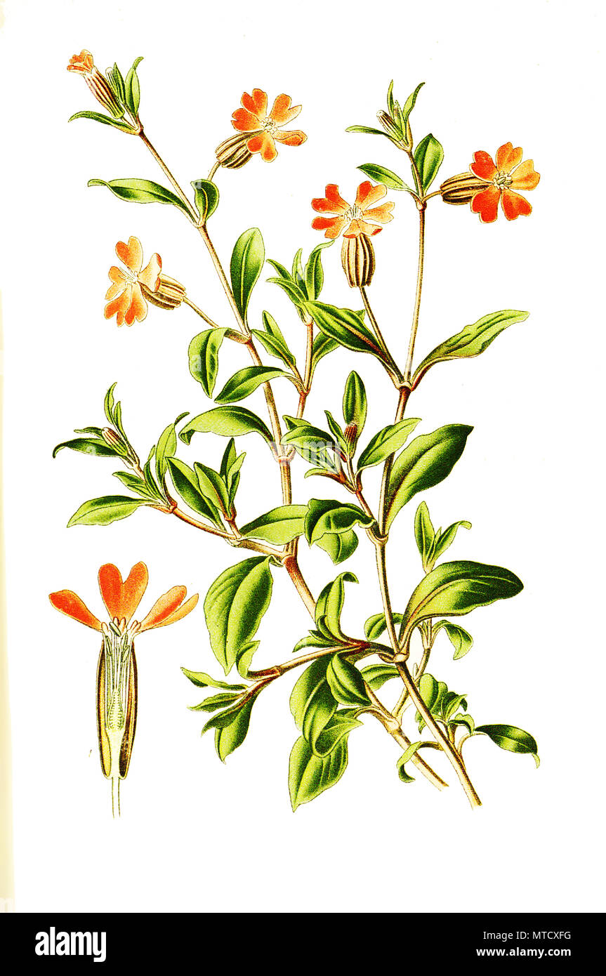 Drooping catchfly hi-res stock photography and images - Alamy