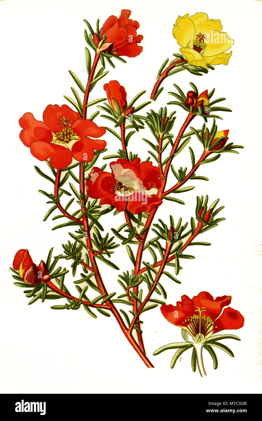 Portulaca grandiflora, Purslane, rose moss, Mexican rose, moss-rose  purslane. PortulakrÃ¶schen, Portulak, digital improved reproduction from a  print of the 19th century Stock Photo - Alamy