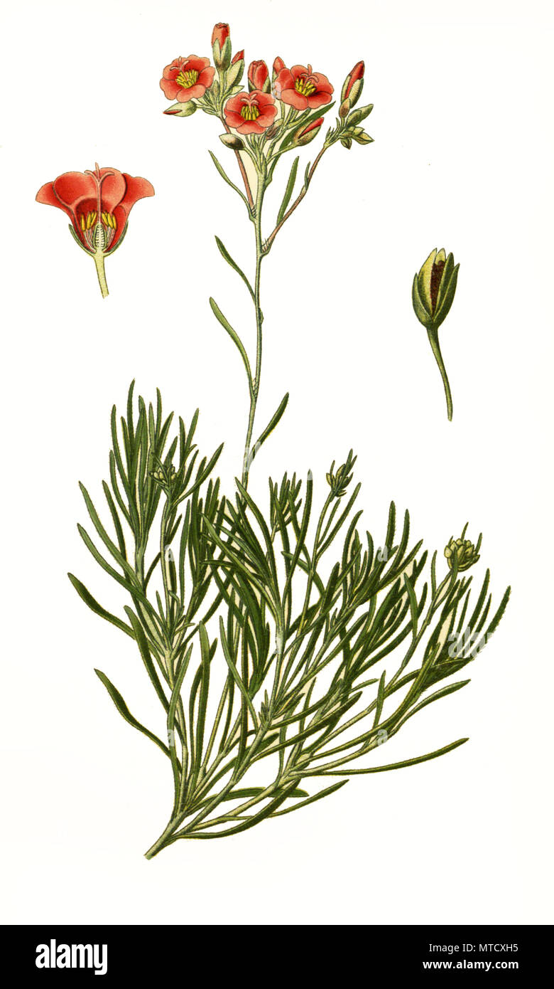 Calandrinia umbellata, rock purslane. , digital improved reproduction from a print of the 19th century Stock Photo