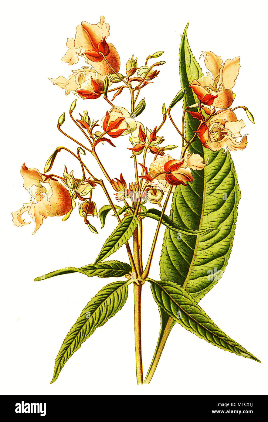 Impatiens roylei, Royle's Balsam, digital improved reproduction from a print of the 19th century Stock Photo