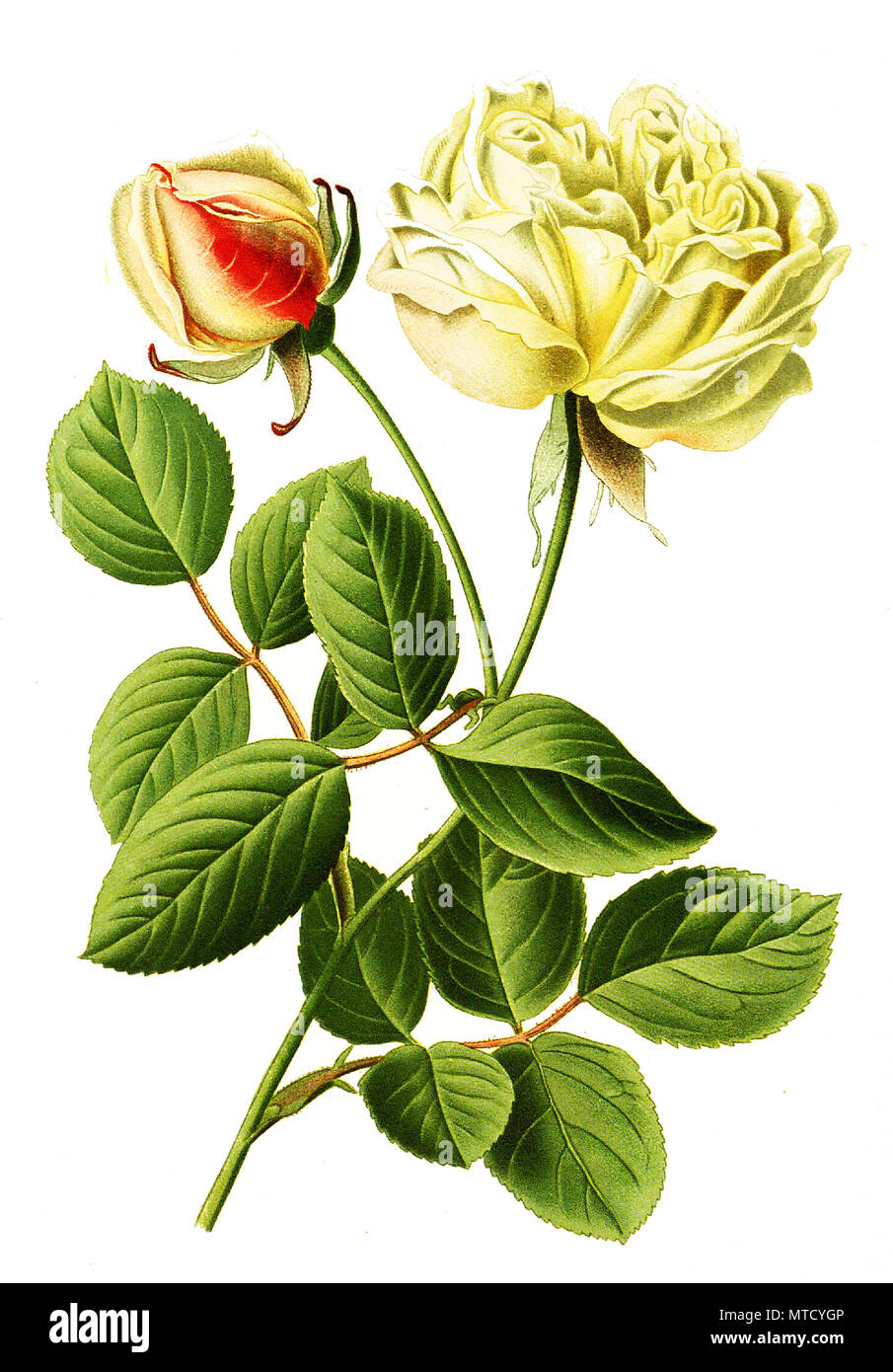 Rose gloire de dijon flower Cut Out Stock Images & Pictures Alamy