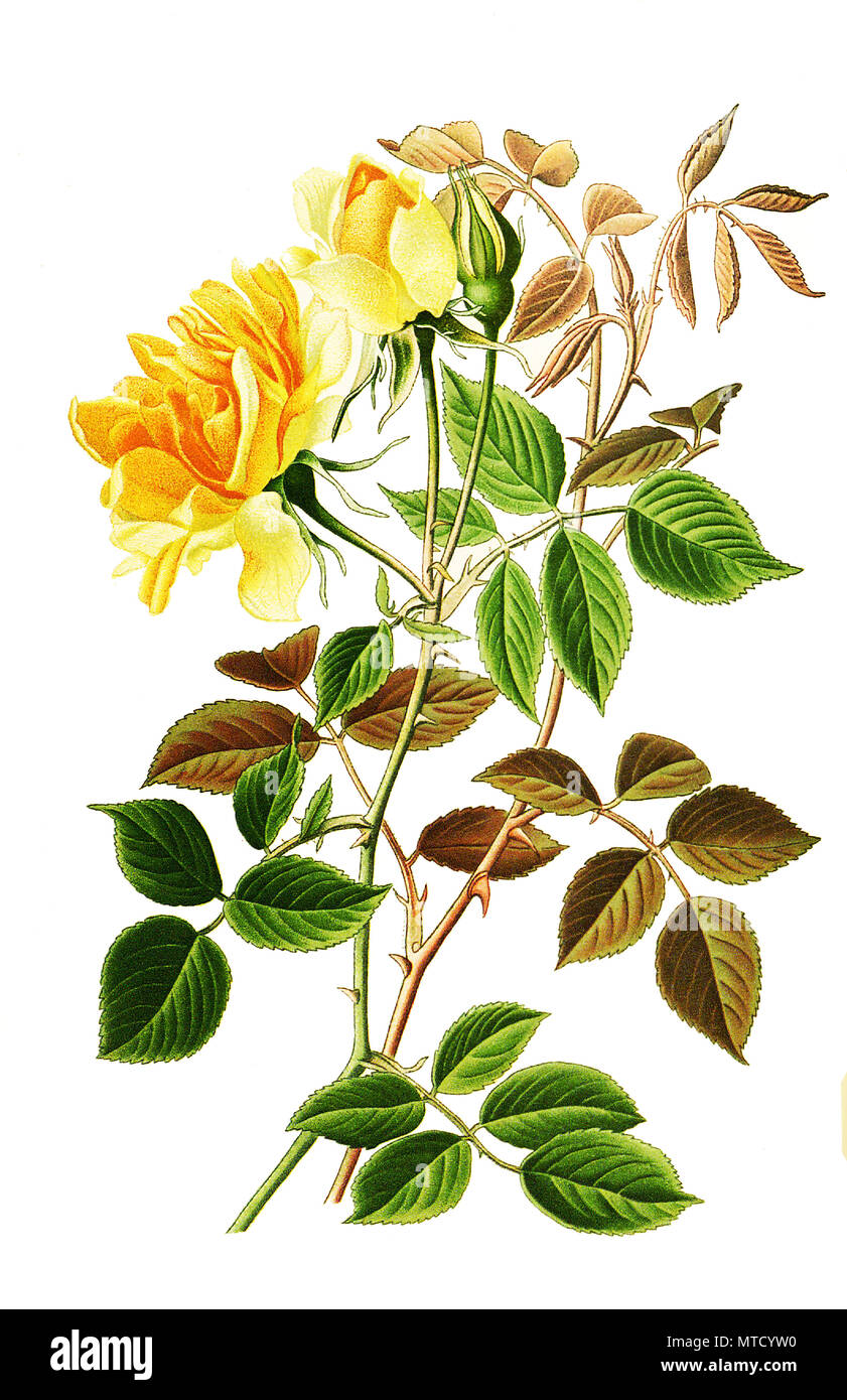 Noisette Rose William Allen Richardson, digital improved reproduction from a print of the 19th century Stock Photo
