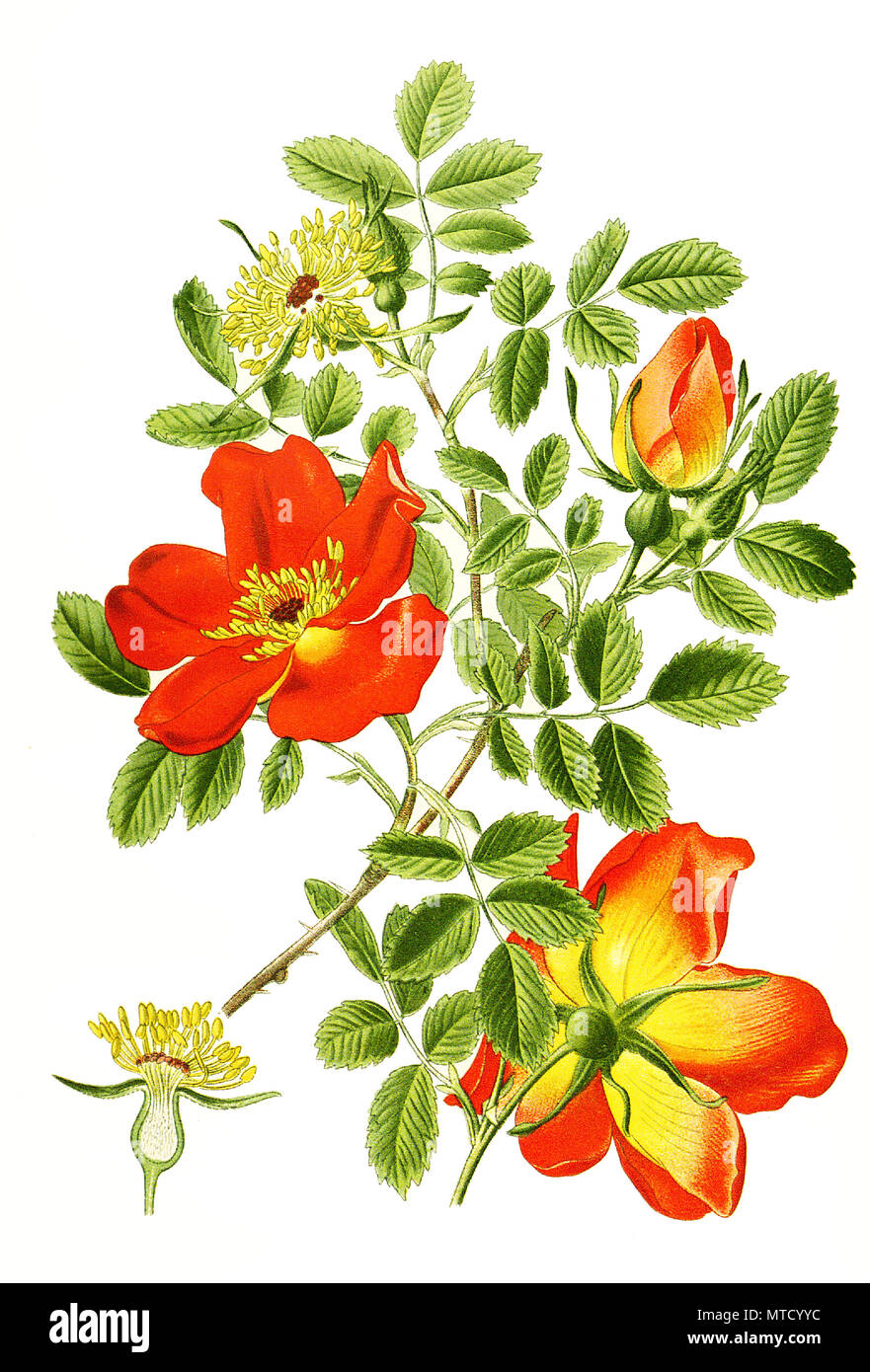 Rosa Foetida Rose High Resolution Stock Photography and Images - Alamy