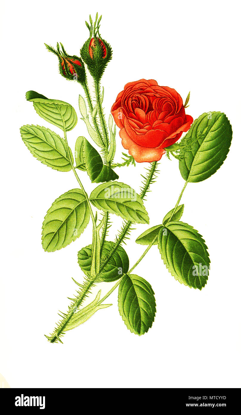 Rosa centifolia var muscosa, Moss Rose, Provence rose or cabbage rose or Rose de Mai. Rosa Ã— centifolia L., auch Zentifolie, Provence-Rose, oder Kohl-Rose, digital improved reproduction from a print of the 19th century Stock Photo