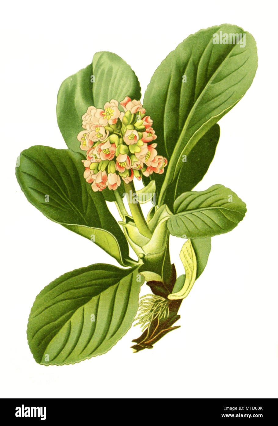 Saxifraga crassifolia, Bergenia crassifolia, Thick-leaved Saxifrage, heart-leaved bergenia, heartleaf bergenia, leather bergenia, winter-blooming bergenia, elephant-ears, elephant's ears, Korean elephant-ear, badan, pigsqueak, Siberian tea, and Mongolian tea. Dickblatt-Bergenie, digital improved reproduction from a print of the 19th century Stock Photo