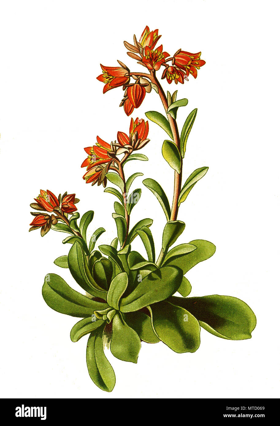 Cotyledon retusa, Saxifraga retusa. Gestutzter Steinbrech, digital improved reproduction from a print of the 19th century Stock Photo