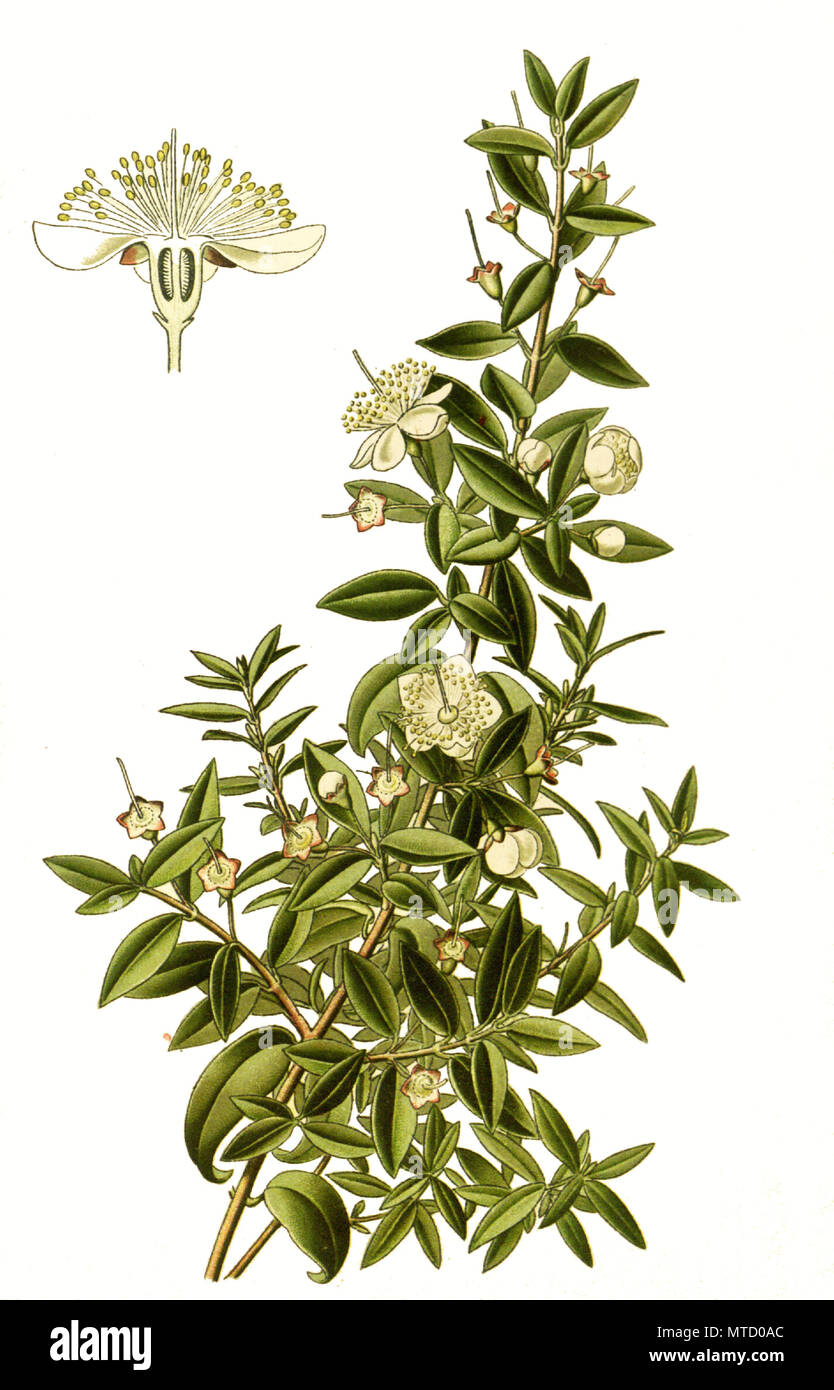 Myrtus cummunis, Myrtle. Brautmyrte und Gemeine Myrte, digital improved reproduction from a print of the 19th century Stock Photo