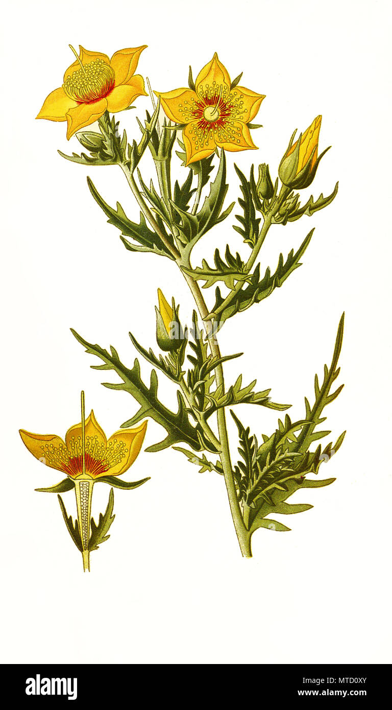 Mentzelia lindleyi. golden bartonia, Lindley's blazingstar, evening star. Lindley-Mentzelie, digital improved reproduction from a print of the 19th century Stock Photo