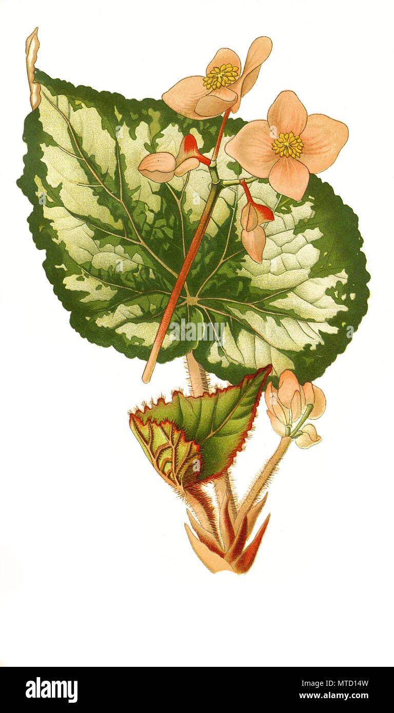 Begonia Plant Reproduction