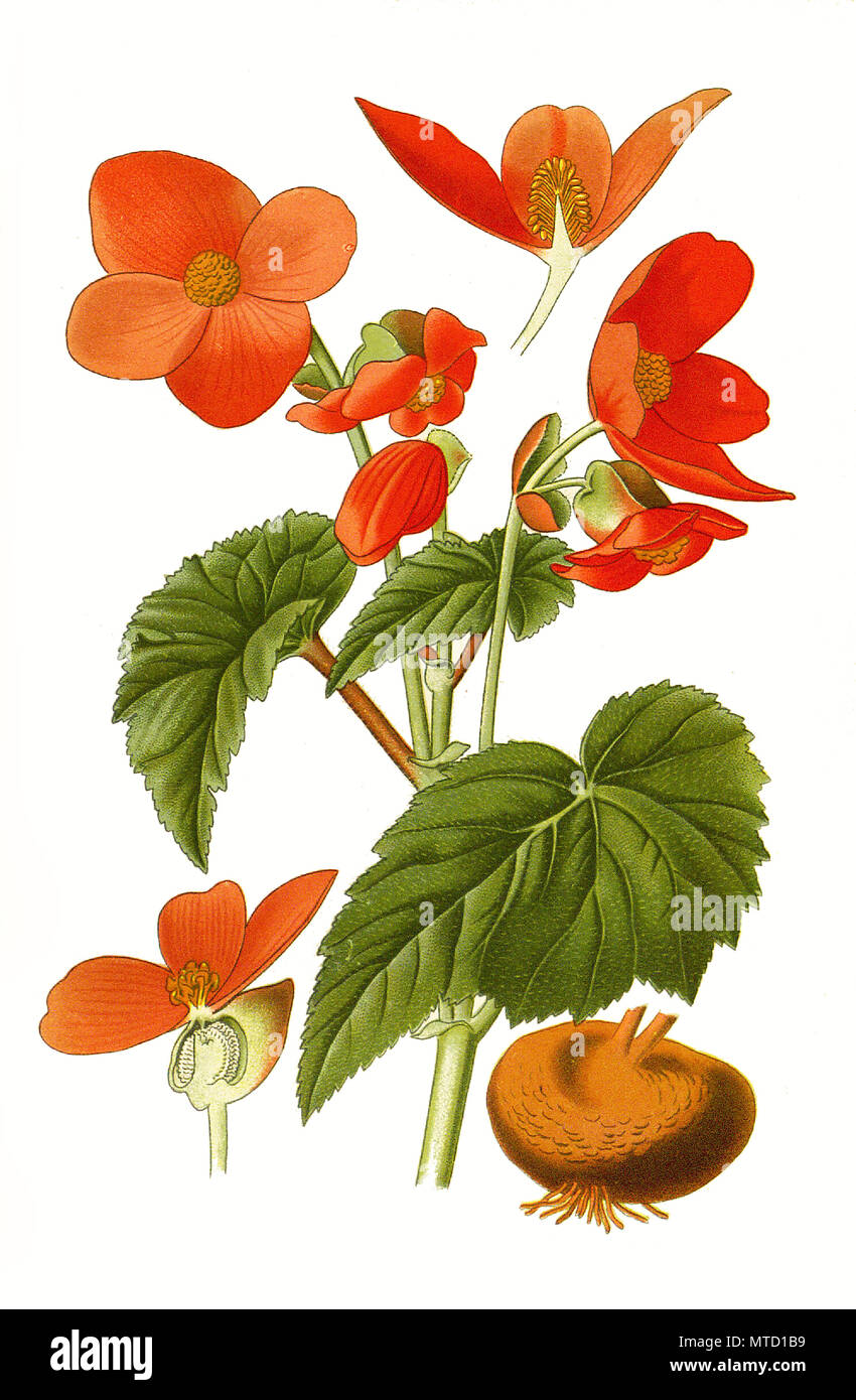 Scarlet Begonia Drawing