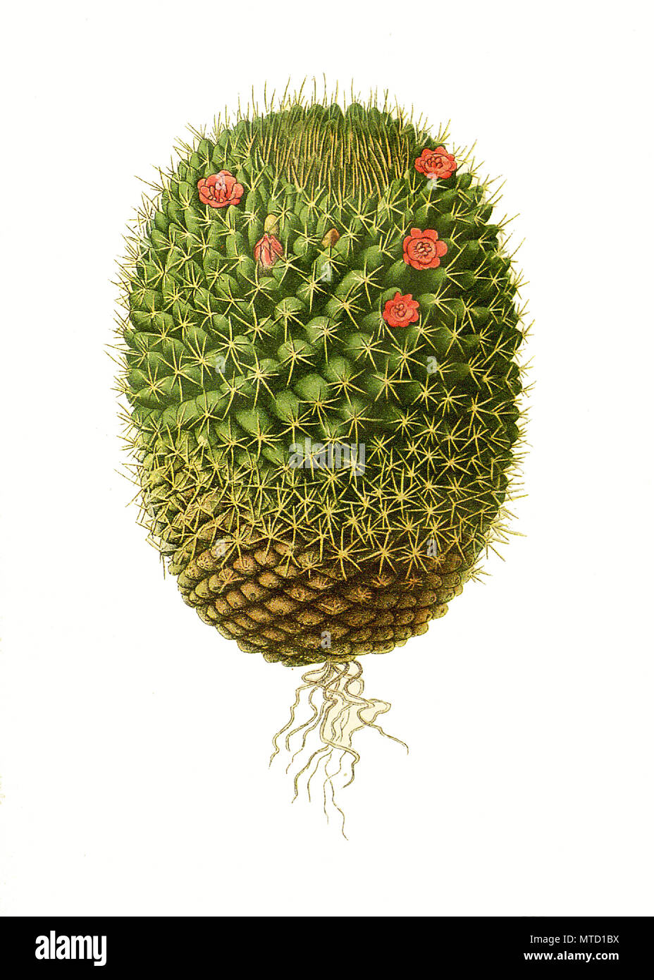 Mamillaria pusilla, Mamillaria rhodantha, Texas nipple cactus, cactus, cacti. Kaktus, Kakteen, digital improved reproduction from a print of the 19th century Stock Photo