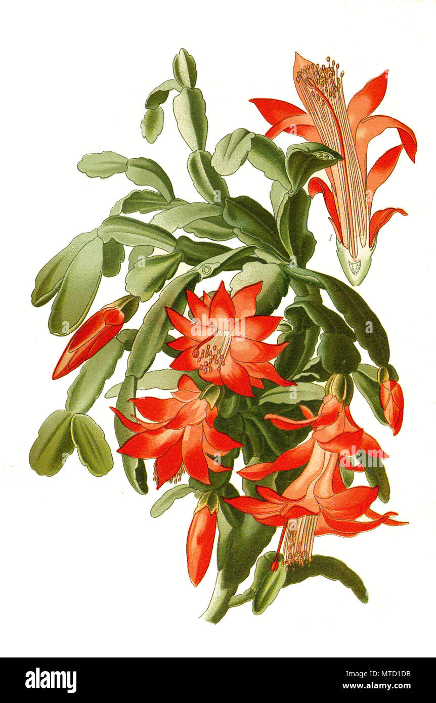 Epiphyllum truncatum, Schlumbergera truncata, false Christmas cactus. Weihnachtskaktus, digital improved reproduction from a print of the 19th century Stock Photo
