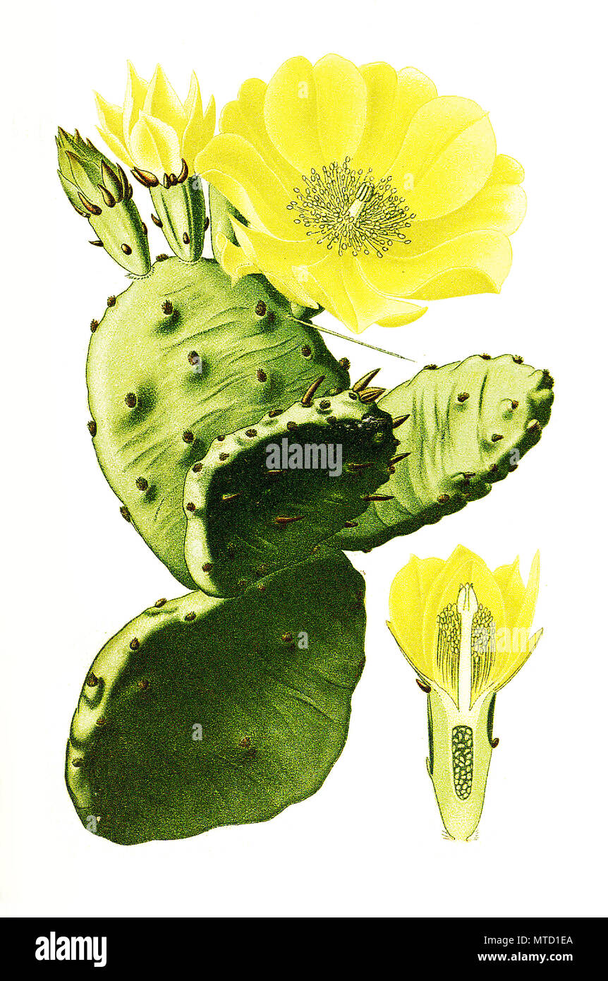 Opuntia vulgaris, Opuntia ficus-indica,  Indian fig opuntia, Barbary fig, cactus pear, spineless cactus, and prickly pear. Feigenkaktus, Opuntie, digital improved reproduction from a print of the 19th century Stock Photo
