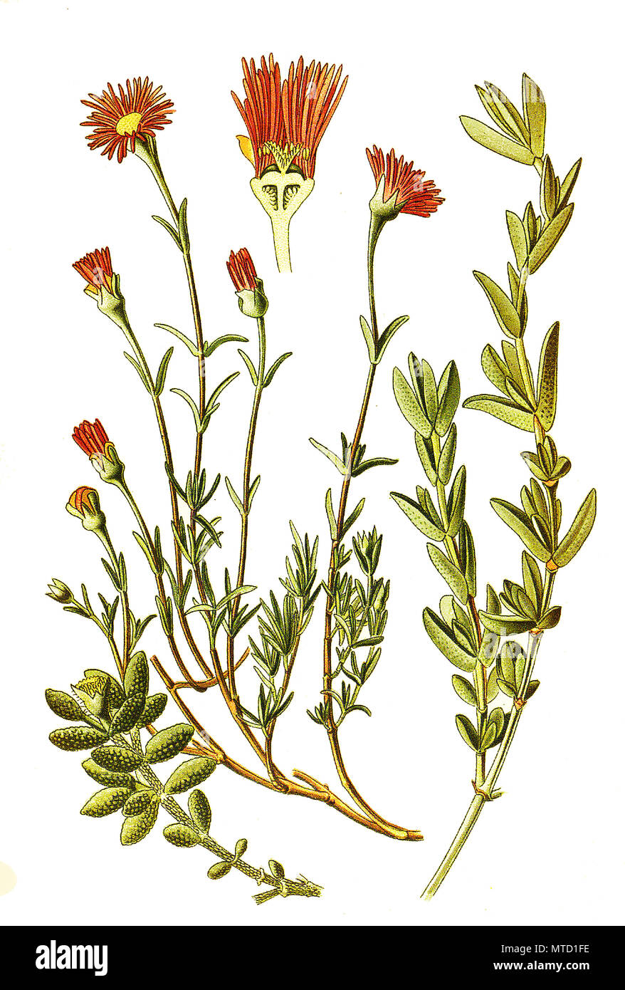 Mesembryanthemum violaceum, echinatum, cymbifolium, ice plant, Marigolds. Mittagsblume, digital improved reproduction from a print of the 19th century Stock Photo