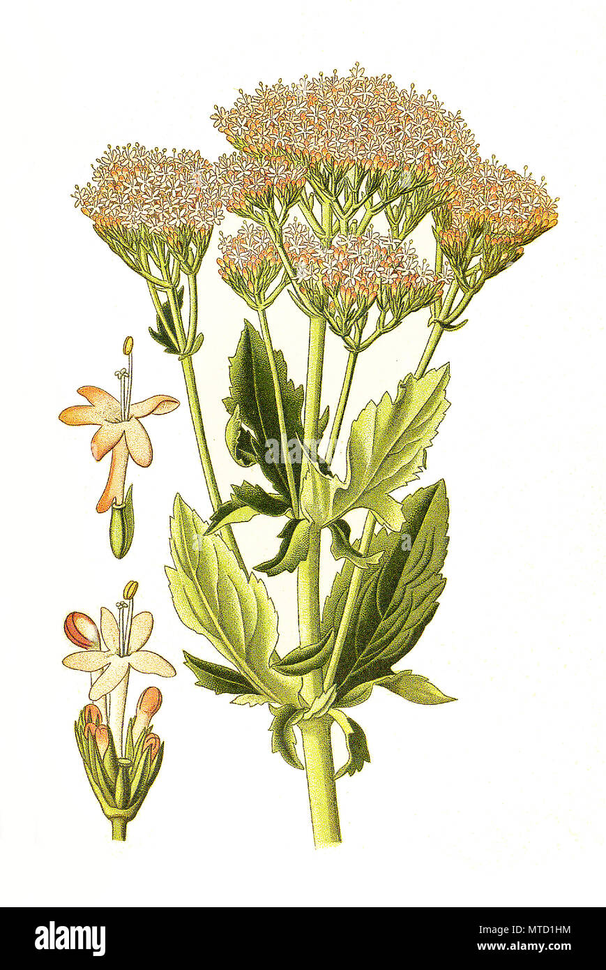 Centranthus macrosiphon, Large Spur Valerian,  long-spurred valerian. GroÃŸrÃ¶hrige Spornblume, digital improved reproduction from a print of the 19th century Stock Photo