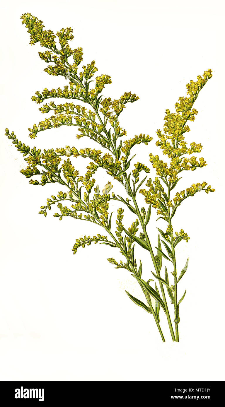 Solidago canadensis, Canada goldenrod, Canadian goldenrod, Canadian Golden Rod. Kanadische Goldrute, digital improved reproduction from a print of the 19th century Stock Photo