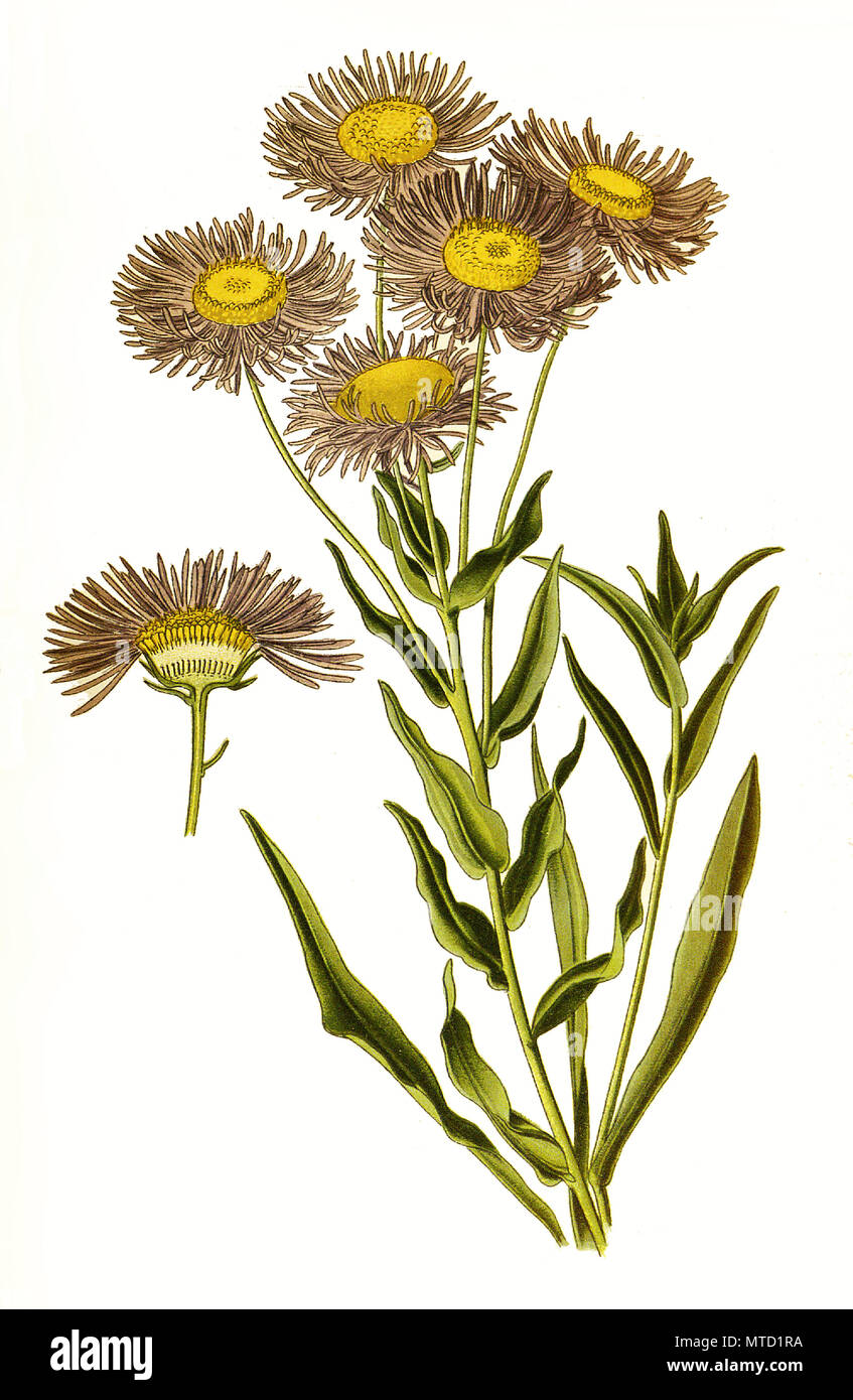 Erigeron speciosum, Showy fleabane, aspen fleabane, garden fleabane. Berufskraut, digital improved reproduction from a print of the 19th century Stock Photo