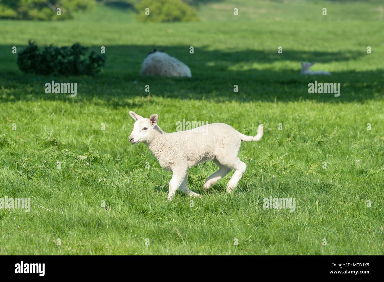 Lamb jumping hires stock photography and images Alamy
