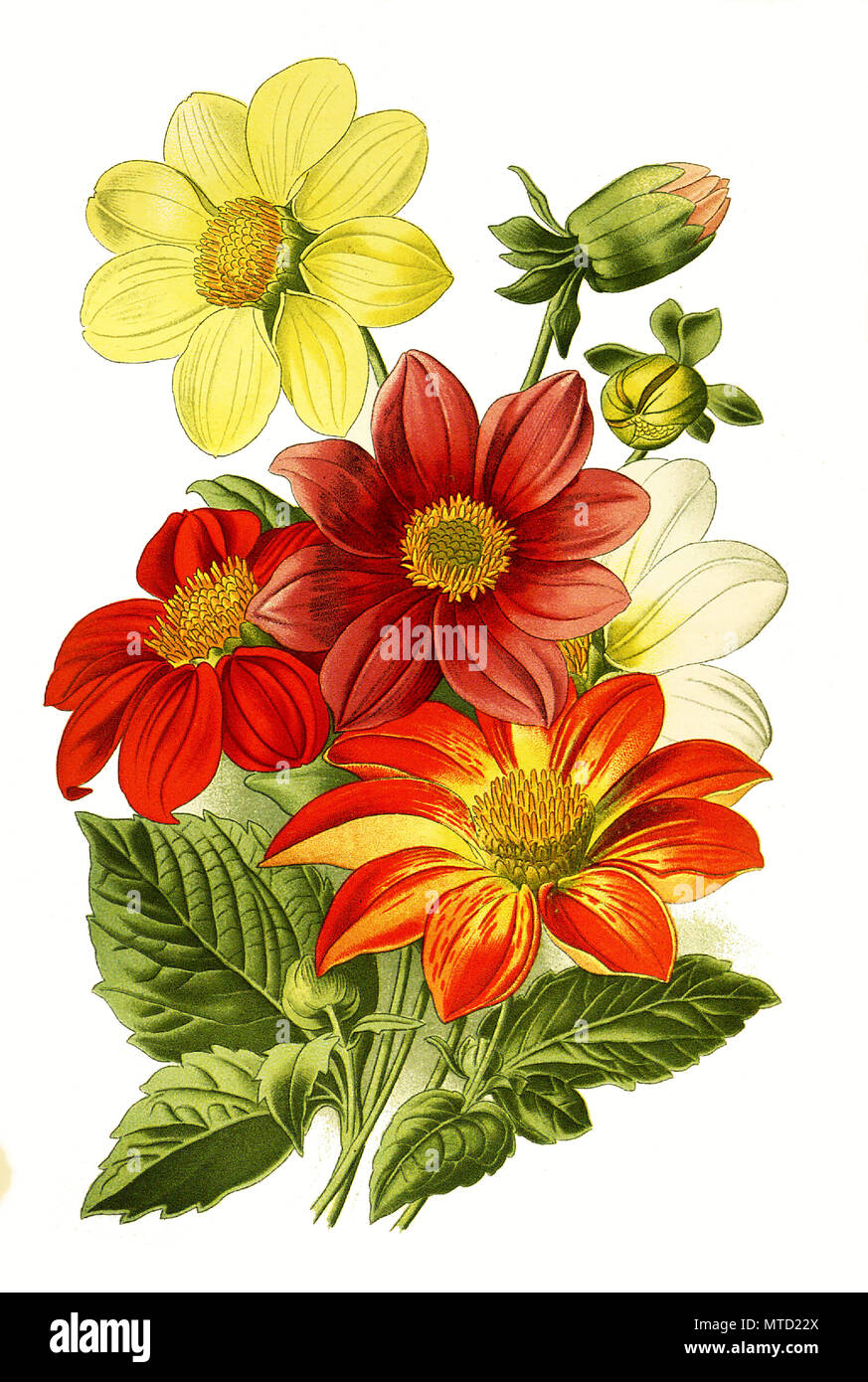 Dahlia variabilis, Dahlia. Dahlie, digital improved reproduction from a print of the 19th century Stock Photo