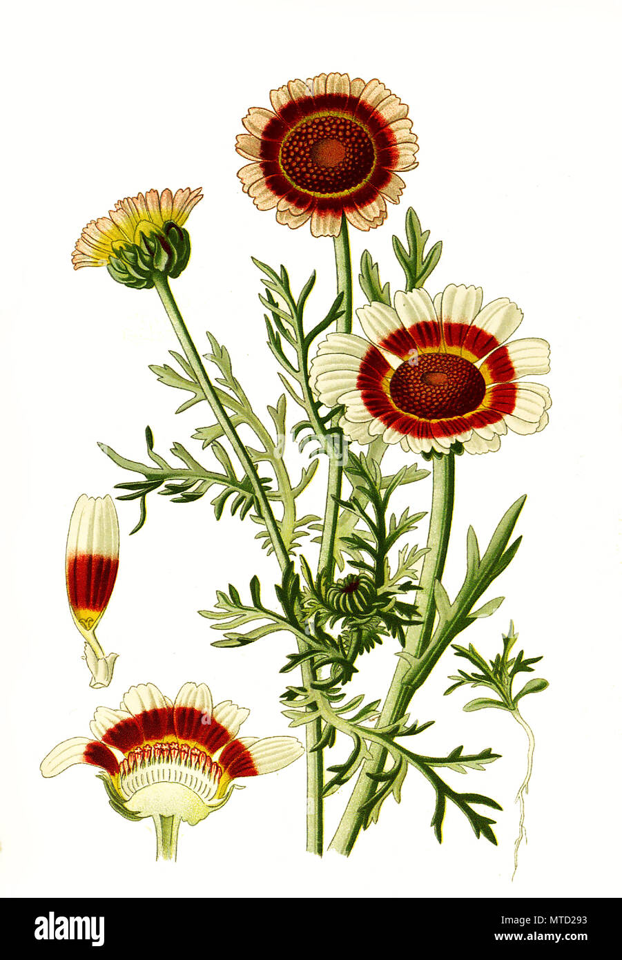 Ismelia carinata, the tricolour chrysanthemum, tricolor daisy, annual chrysanthemum. Chrysantheme, digital improved reproduction from a print of the 19th century Stock Photo