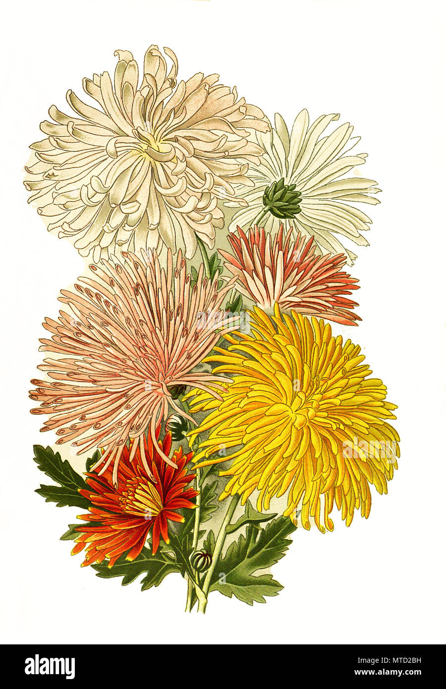 Chrysanthemum sinense var., Chrysanthemum. Garten-Chrysantheme, digital improved reproduction from a print of the 19th century Stock Photo