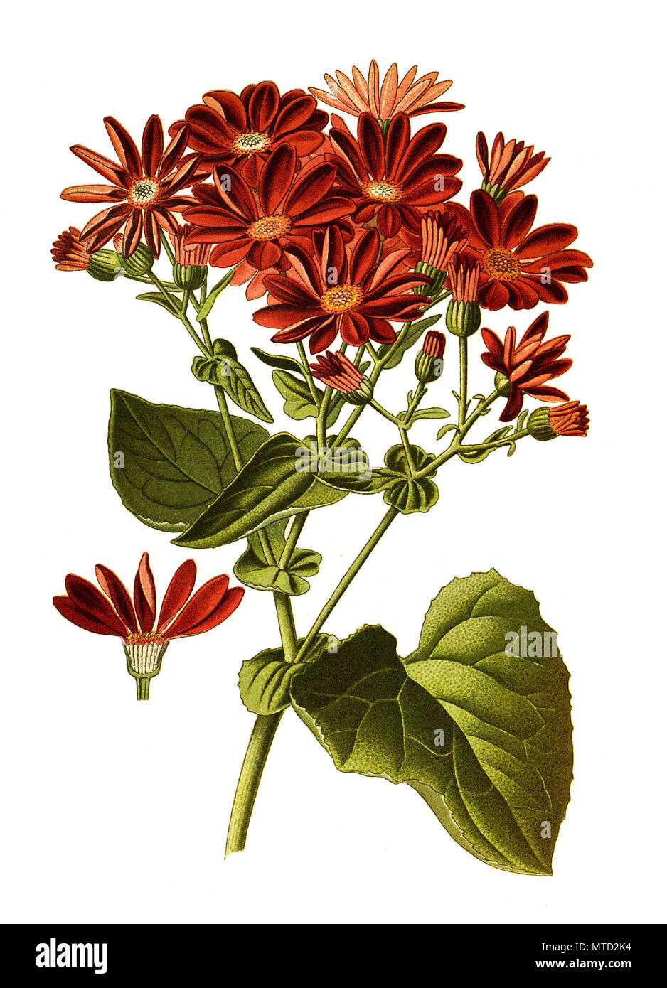 Senecio cruentus, Cineraria, leafy daisy and leafy fleabane. , digital improved reproduction from a print of the 19th century Stock Photo