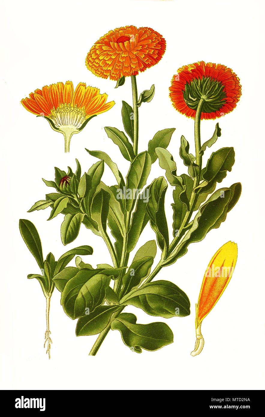 Calendula officinalis, Marigold, pot marigold, ruddles, common marigold or Scotch marigold. Ringelblume, digital improved reproduction from a print of the 19th century Stock Photo