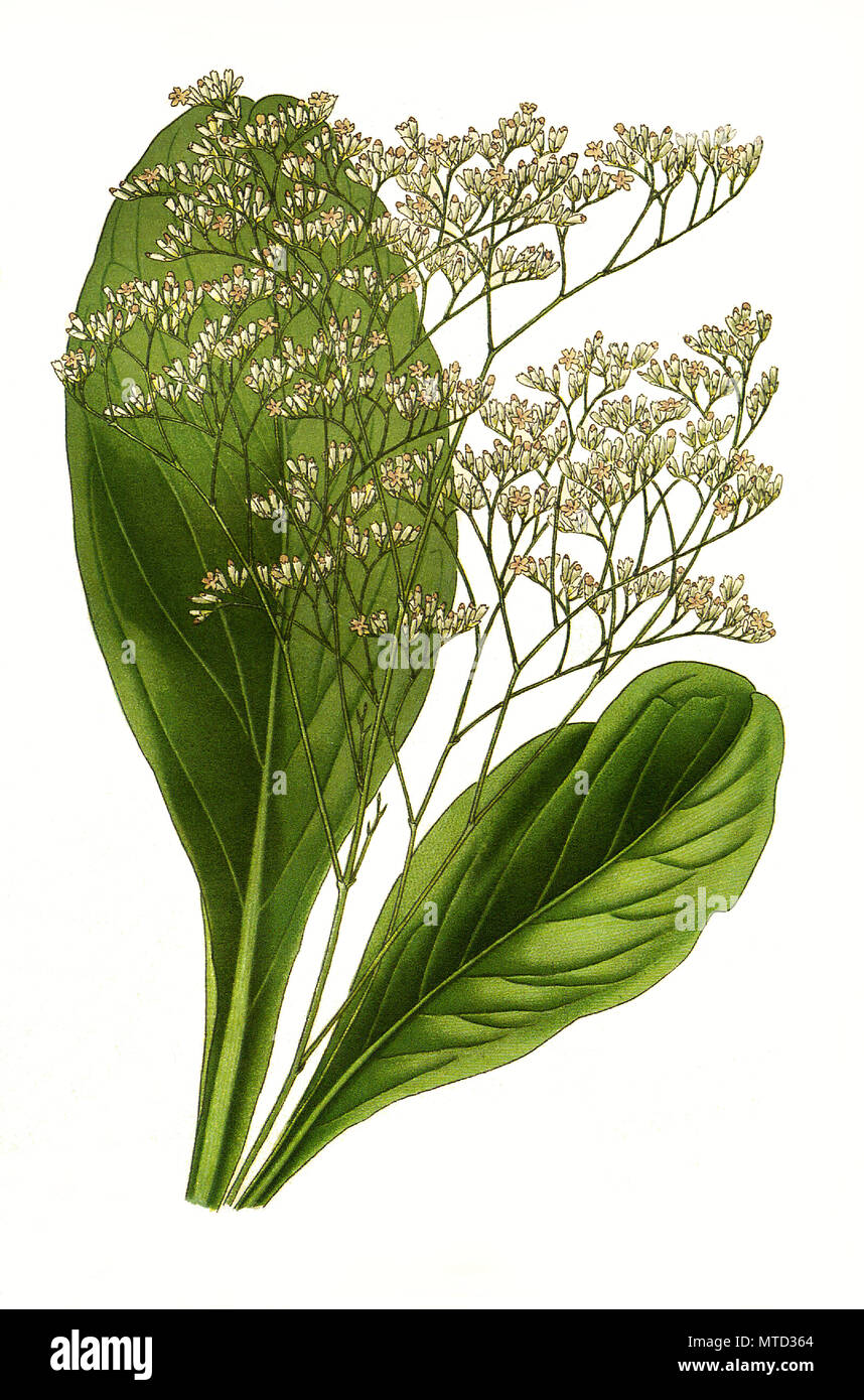Statice latifolia, Sea Lavender, Limonium vulgare. GewÃ¶hnlicher Strandflieder, digital improved reproduction from a print of the 19th century Stock Photo