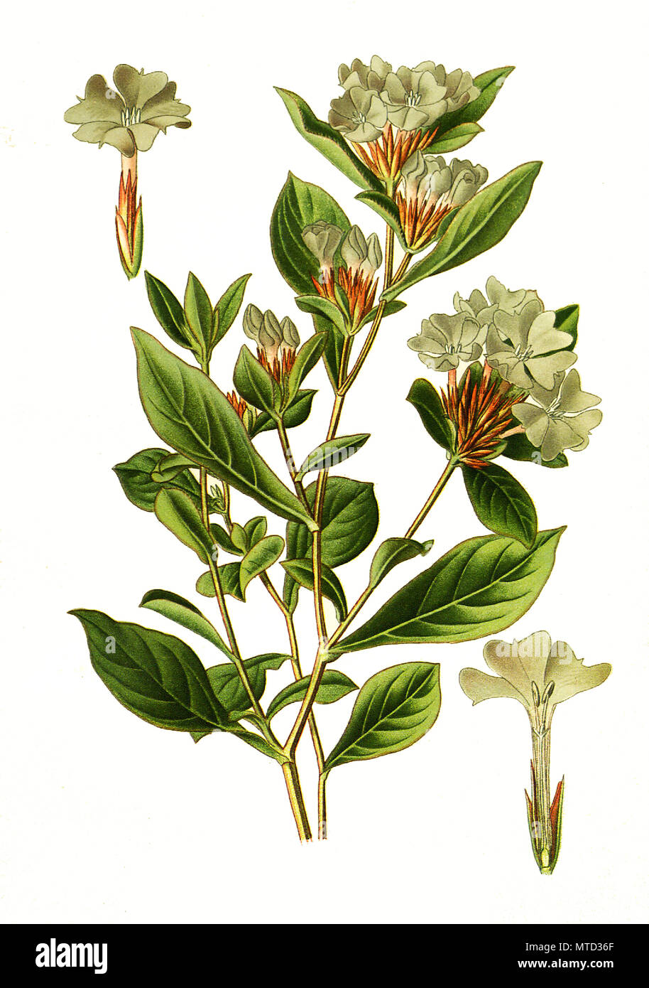 Ceratostigma plumbaginoides, leadwort, plumbago. Ceratostigma, auch Hornnarbe oder Bleiwurz, digital improved reproduction from a print of the 19th century Stock Photo