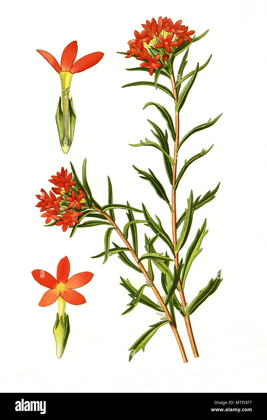 Collomia coccinea. SperrkrautgewÃ¤chs, digital improved reproduction from a print of the 19th century Stock Photo