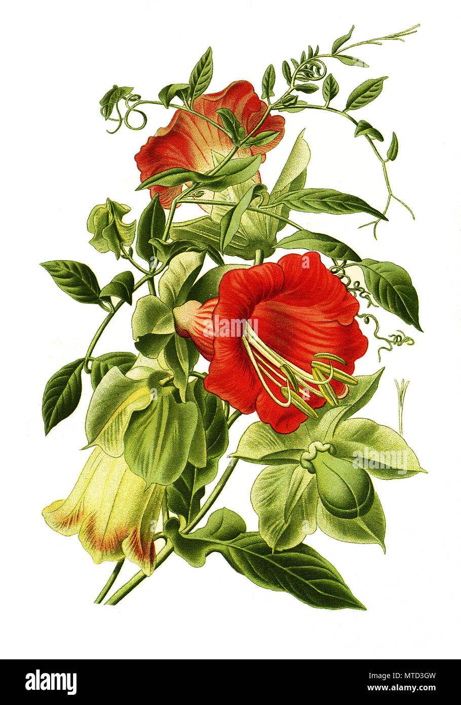 Ivy Vine Illustration Stock Photos Ivy Vine Illustration Stock