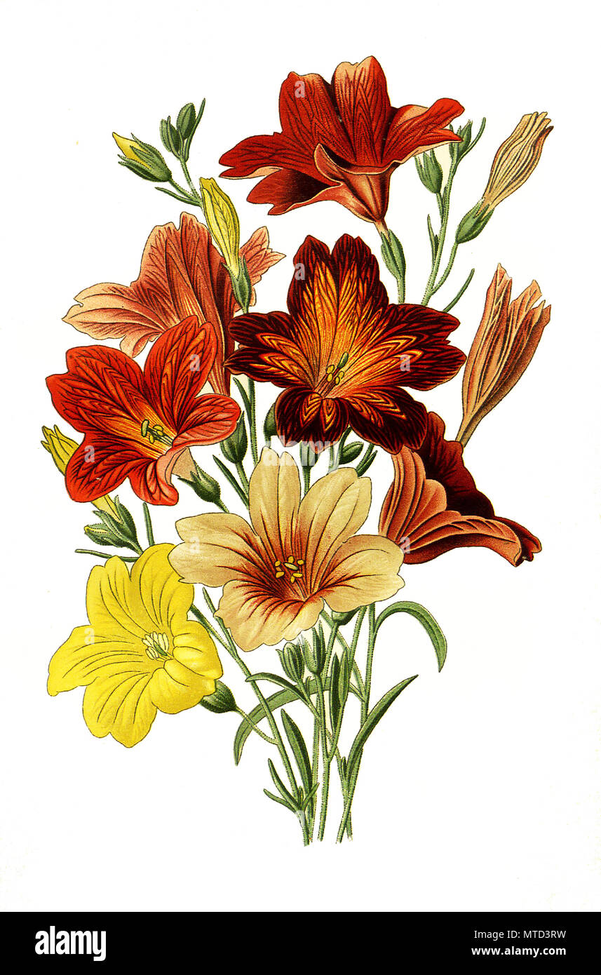 Salpiglossis sinuata, Salpiglossis sinuata,  painted tongue, scalloped tube tongue, velvet trumpet flower. Trompetenzunge, digital improved reproduction from a print of the 19th century Stock Photo