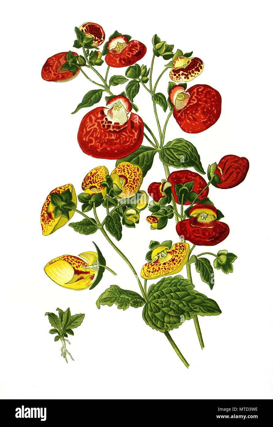 Calceolaria hybrida, Herbaceous calceolaria, lady's purse, slipper flower and pocketbook flower, slipperwort. Pantoffelblume, digital improved reproduction from a print of the 19th century Stock Photo