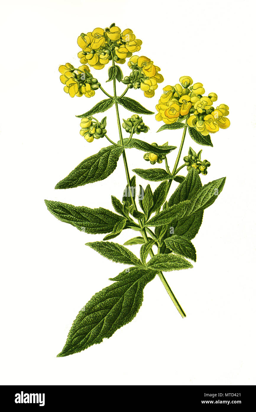 Calceolaria rugosa, bush slipperwort. Garten-Pantoffelblume, digital improved reproduction from a print of the 19th century Stock Photo