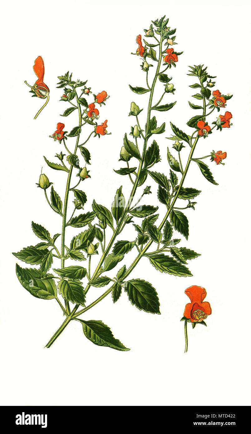 Alonsoa Incisifolia, Alonsoa meridionalis, digital improved reproduction from a print of the 19th century Stock Photo