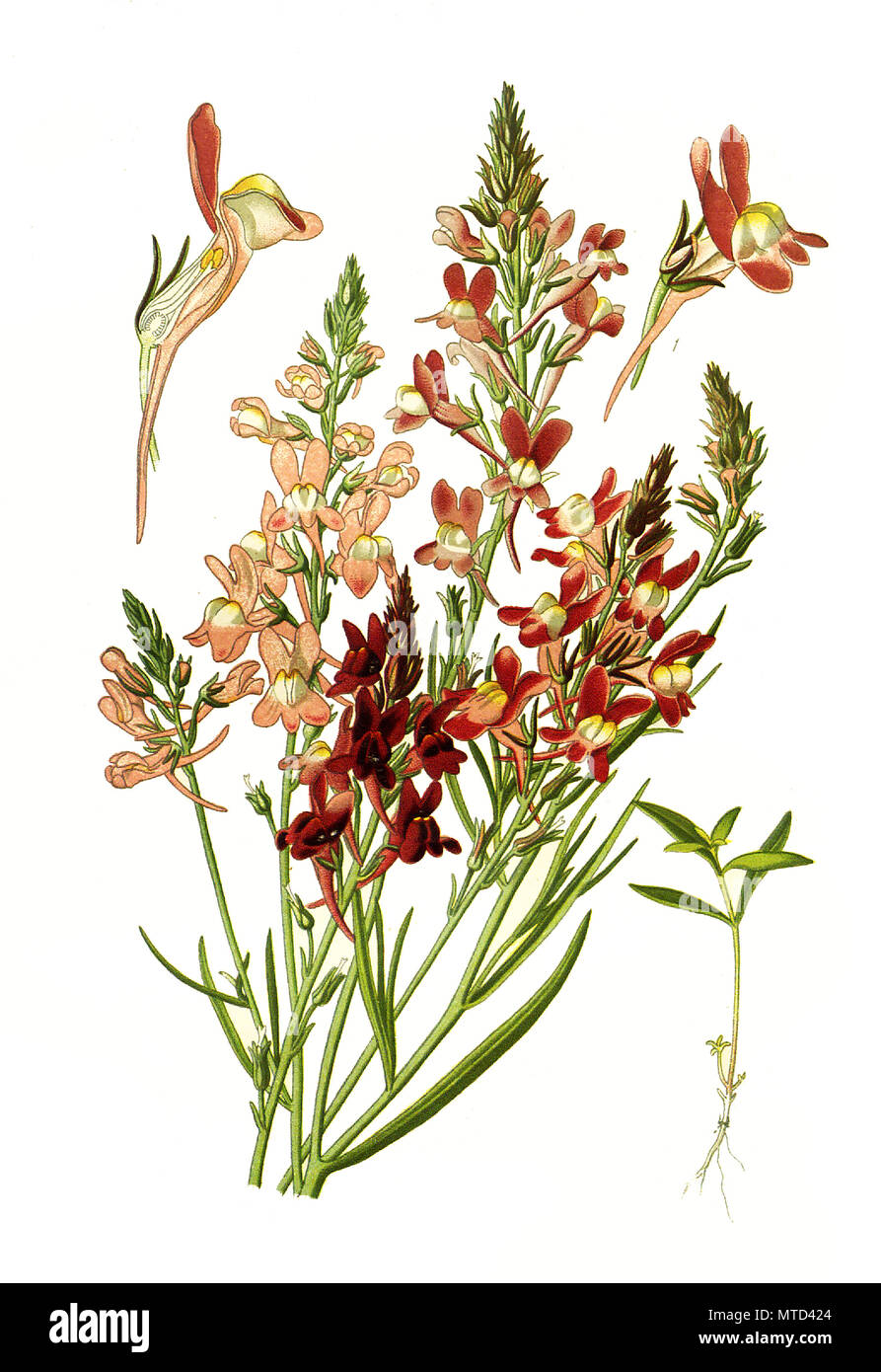 Linaria bipartita, Purple Toadflax, clovenlip toadflax. , digital improved reproduction from a print of the 19th century Stock Photo