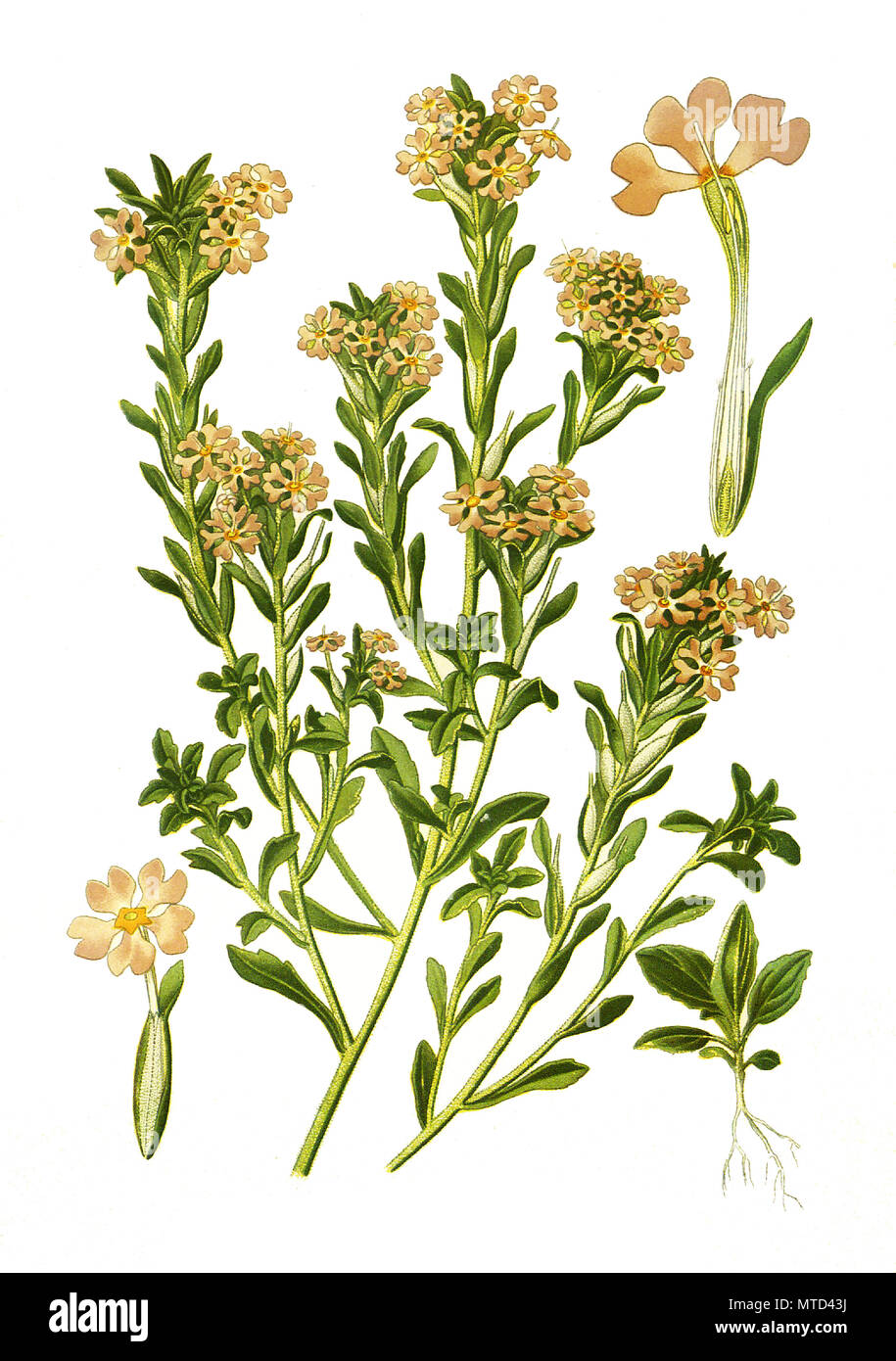 Zaluzianskya selaginoides, digital improved reproduction from a print of the 19th century Stock Photo