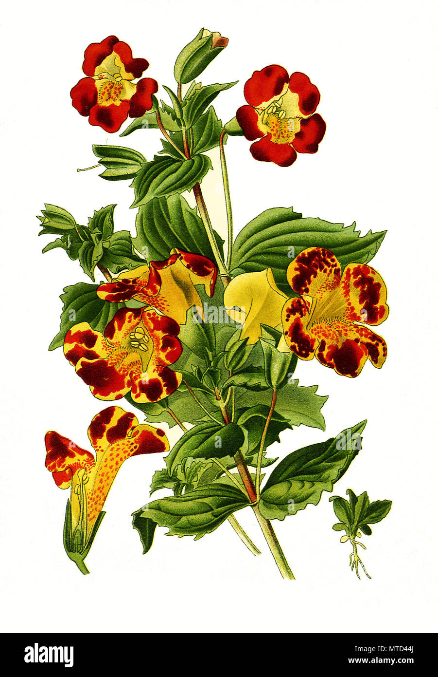Mimulus luteus variegatus, Harlequin Monkey Flower, yellow monkeyflower, monkey musk, blotched monkey flowers, and blood-drop-emlets. , digital improved reproduction from a print of the 19th century Stock Photo