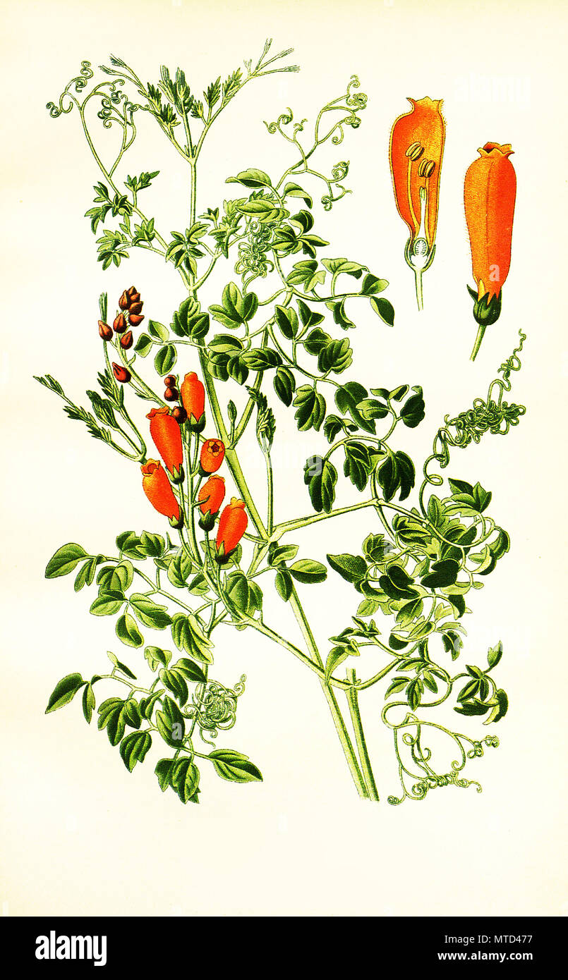 Eccremocarpus scaber, Chilean glory-flower. SchÃ¶nranke, digital improved reproduction from a print of the 19th century Stock Photo