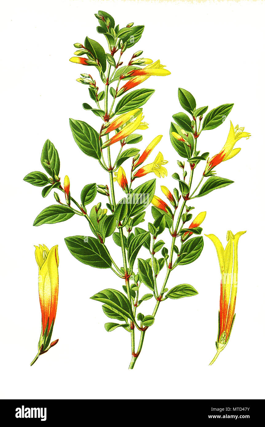 Libonia floribunda, Brazilian fuchsia. , digital improved reproduction from a print of the 19th century Stock Photo