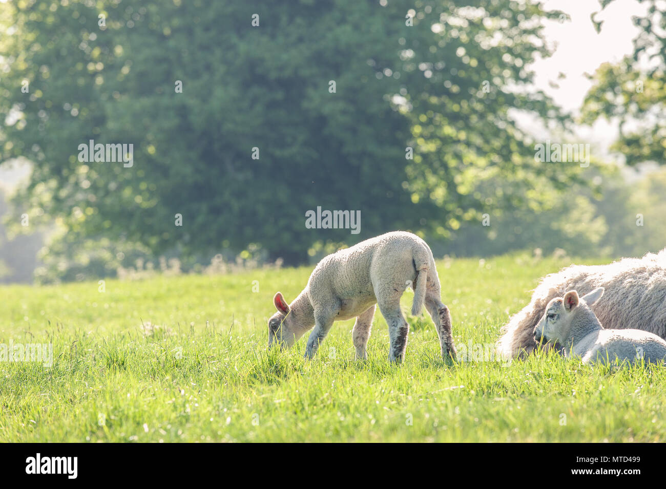 Little Cute Baby Lamb On A Spring Field With Resting Mother Sheep