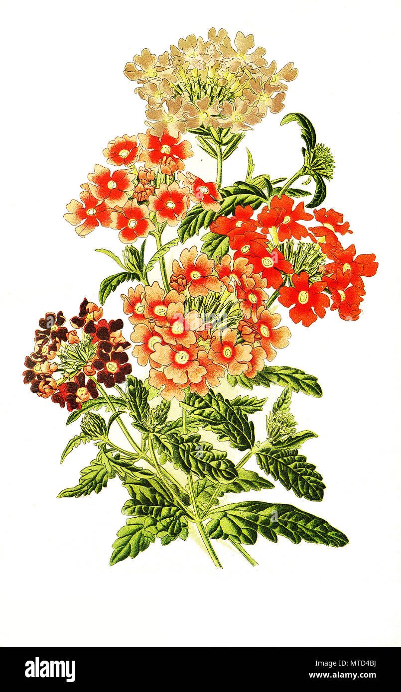 Verbena hybrida, Bedding Verbenas. Verbene, digital improved reproduction from a print of the 19th century Stock Photo