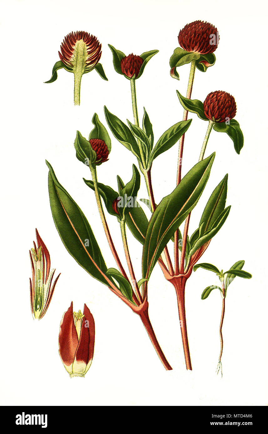Gomphrena globosa, Globe Amaranth, makhmali, and vadamalli. Echter Kugelamarant, digital improved reproduction from a print of the 19th century Stock Photo