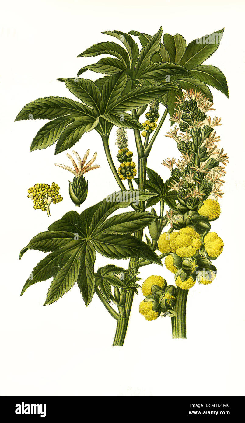 Rizinus, Wunderbaum (Ricinus communis)