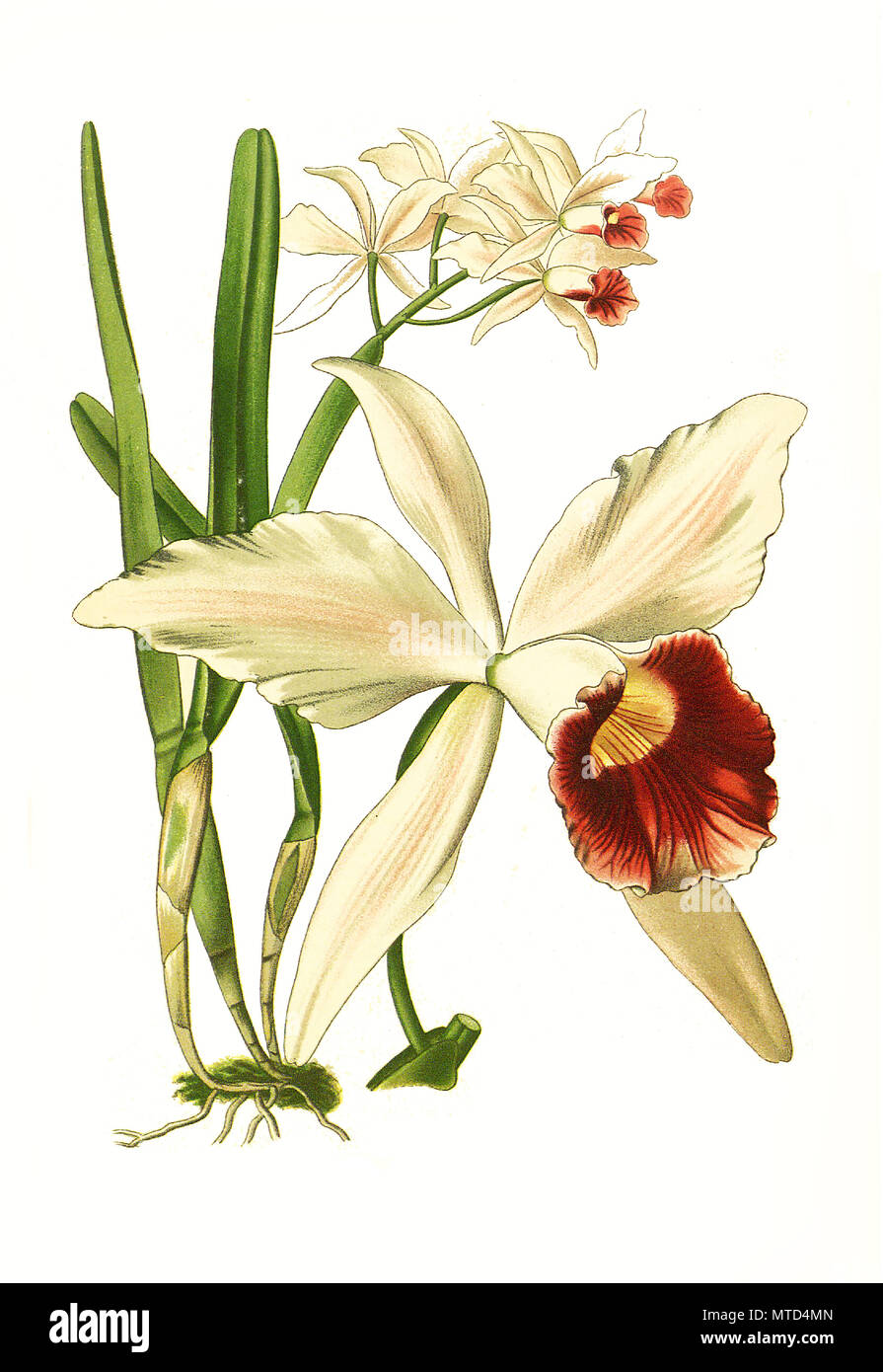 Laelia purpurata, Cattleya purpurata, Sophronitis purpurata, digital improved reproduction from a print of the 19th century Stock Photo